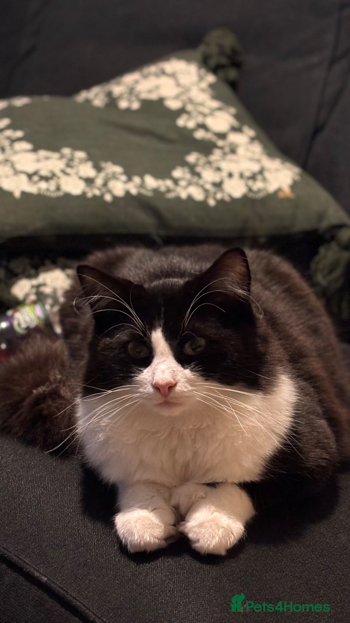 Ragcoon cats for sale: Maine coon x ragdoll polydactyl male  - Advert 3