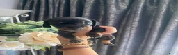 Dachshund dogs for sale: 3 dachshund puppies  - Advert 7