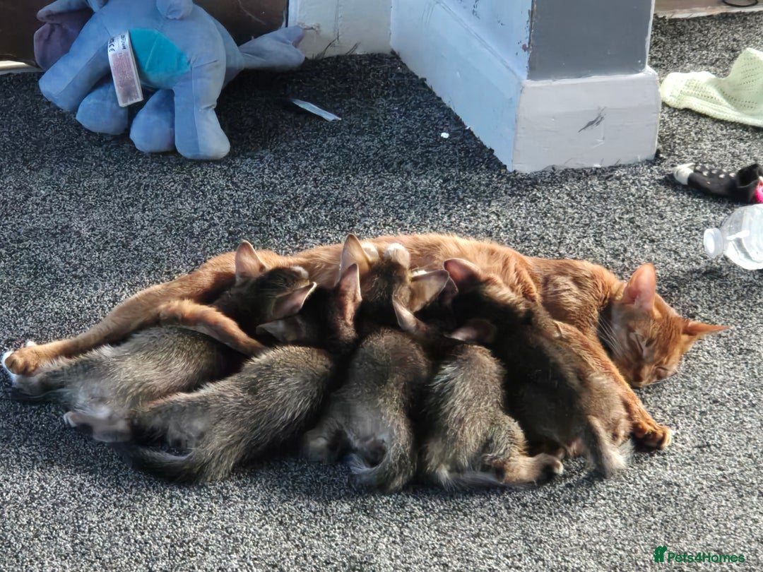 Abyssinian cats for sale: Abyssinian X Bengal Kittens - Image 15