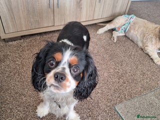 Cavalier King Charles Spaniel dogs Cavalier king charles spaniel - Advert 1