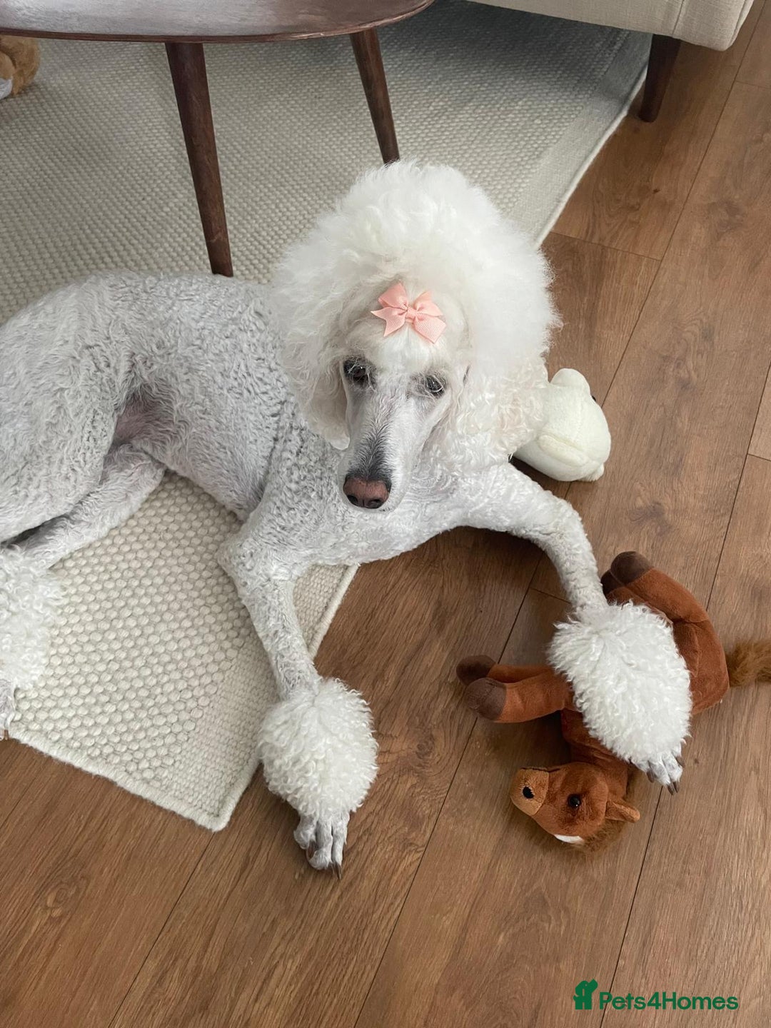 Bernedoodle dogs for sale: Exceptional F1 Bernedoodle Puppies - Advert 24