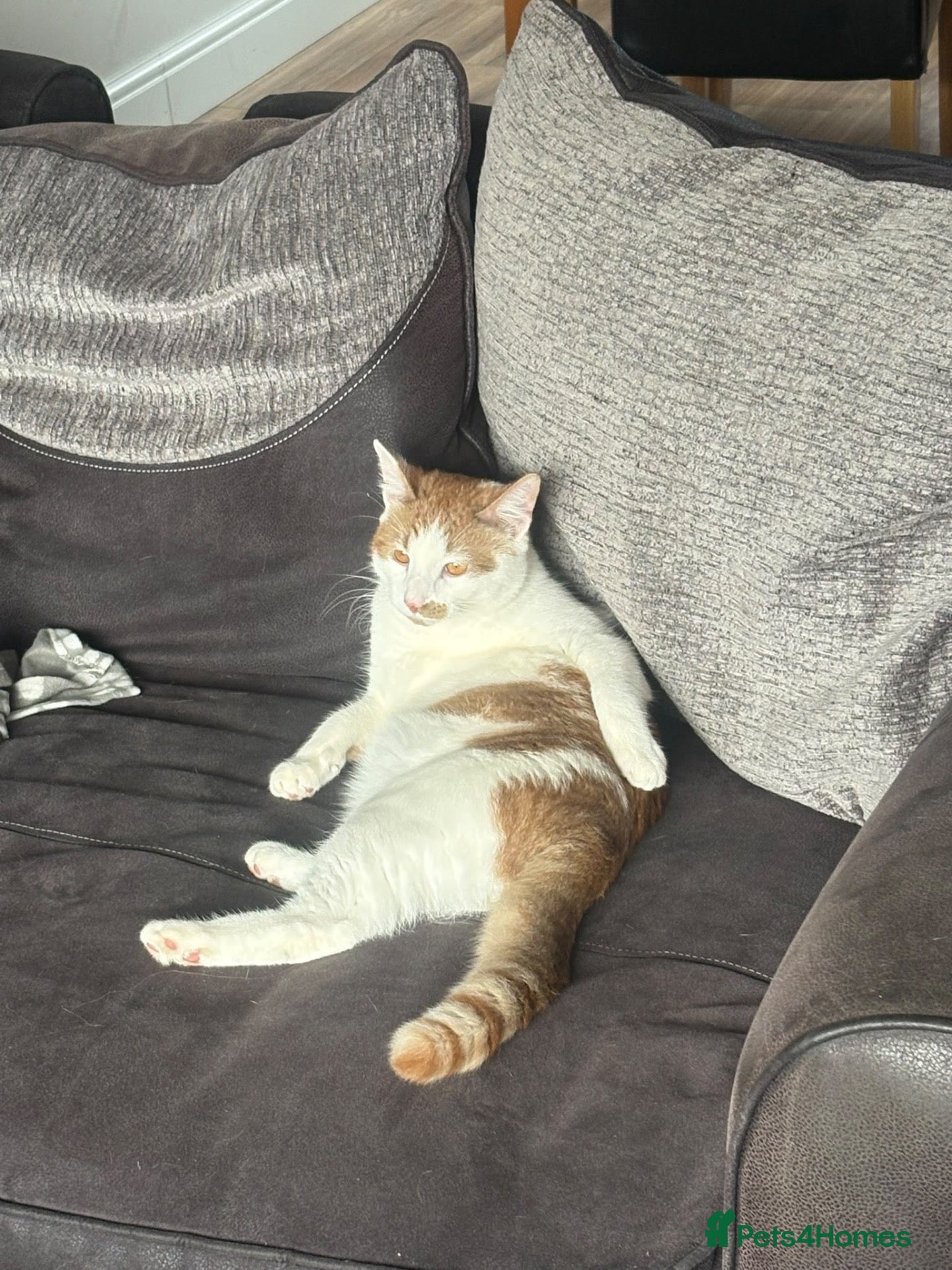 Domestic Shorthair cats for sale: Freddie - Advert 4