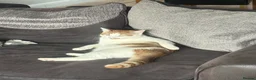 Domestic Shorthair cats for sale: Freddie in Ellesmere Port - Advert 1