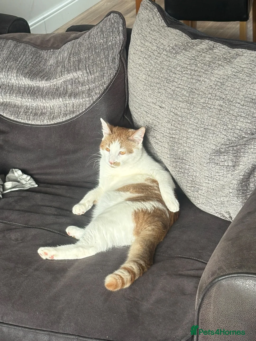 Domestic Shorthair cats for sale: Freddie in Ellesmere Port - Advert 1
