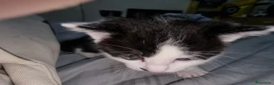 Mixed Breed Kitten 1