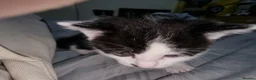 Mixed Breed cats for sale: Lovely mixed breed kittens black and black/white - Advert 2