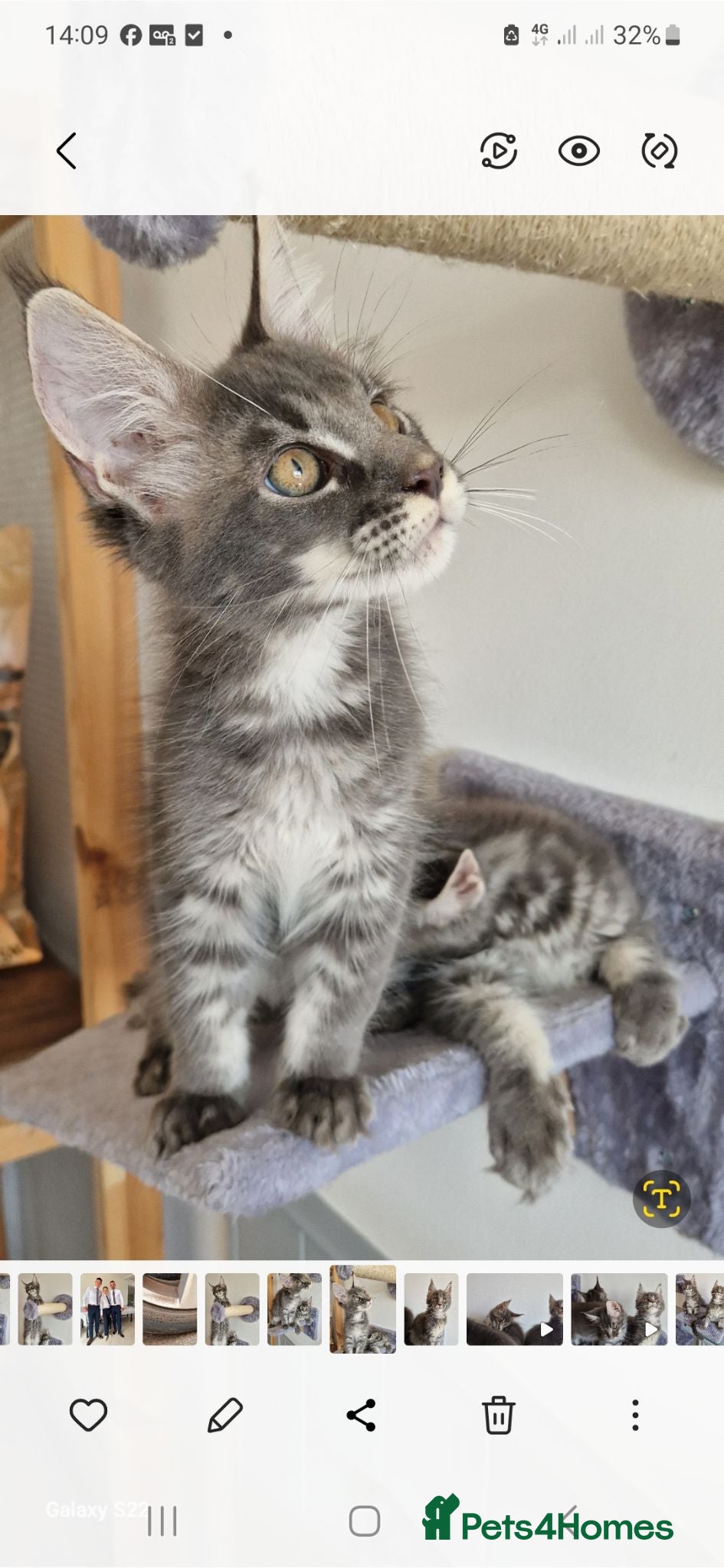 Maine Coon cats READY FOR COLLECTION  TICA registered kittens - Advert 4