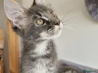 Maine Coon cats READY FOR COLLECTION TICA registered kittens - Advert 4