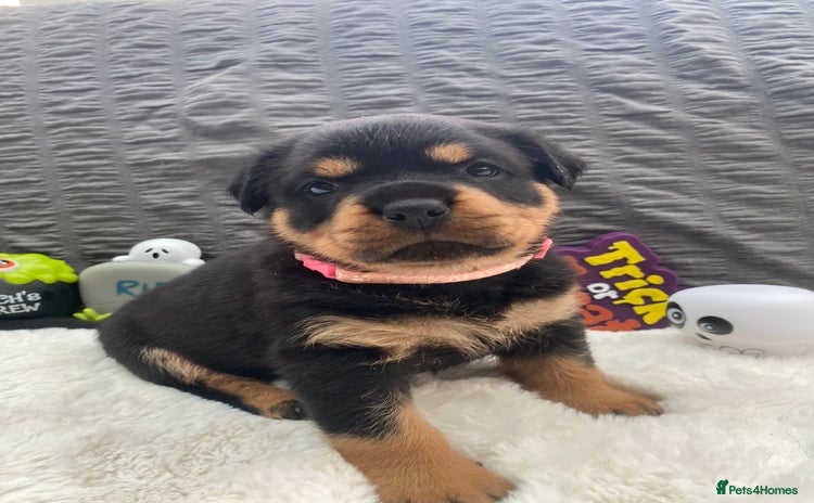 Rottweiler dogs - Advert 2