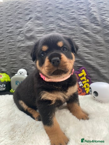 Rottweiler dogs - Advert 2