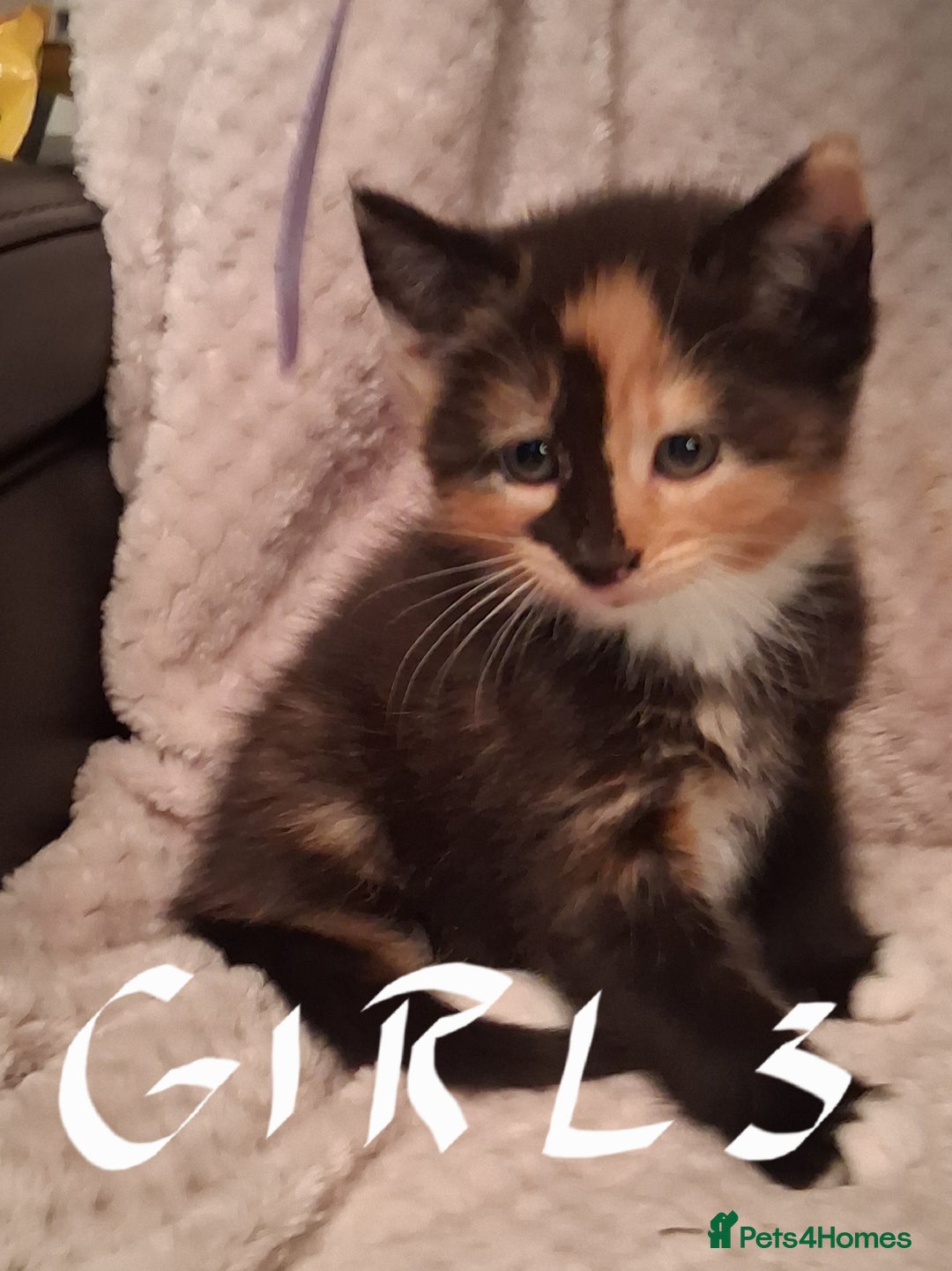 Maine Coon cats for sale: Beautiful Maine Coon kittens  - Advert 19