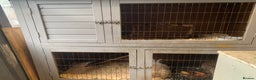 English rabbits for sale: X2 rabbits clean well fed  - Advert 3