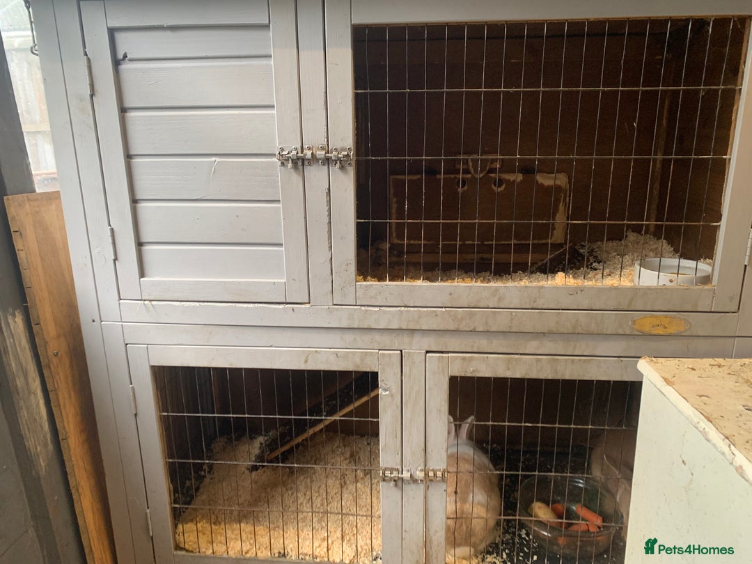 English rabbits for sale: X2 rabbits clean well fed  - Advert 3