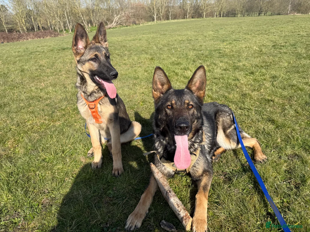 German Shepherd dogs for sale: 2 German shepherds - Advert 1