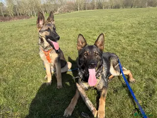 German Shepherd dogs 2 German shepherds - Advert 13