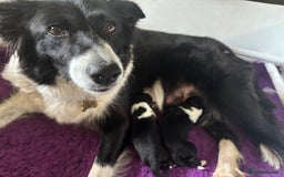 Border Collie dogs for sale: Gorgeous Male Border Collie pup - Image 4