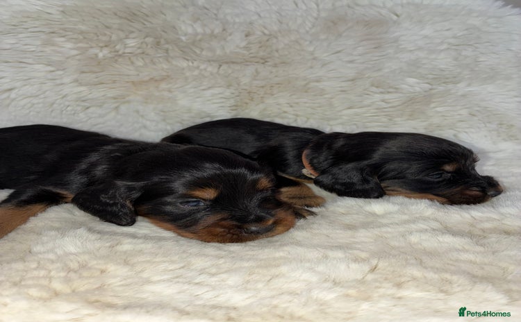 Cocker Spaniel dogs - Advert 4