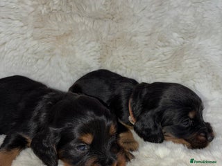 Cocker Spaniel dogs - Advert 36