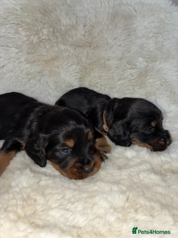 Cocker Spaniel dogs - Advert 4