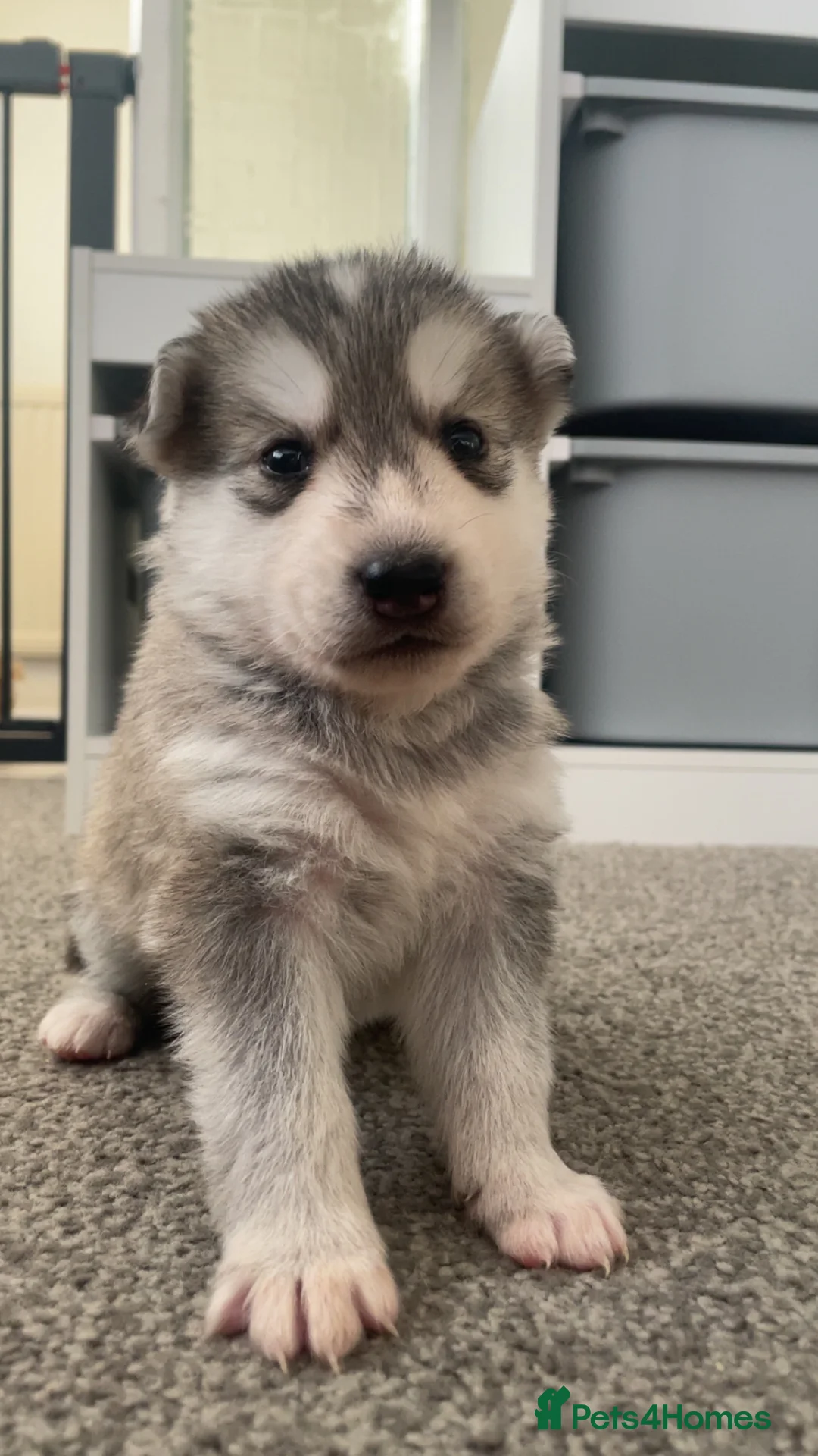 Siberian Husky dogs for sale: Husky pups - Advert 9