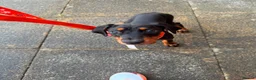 Dobermann dogs for sale: Female dobermann puppy  in Preston - Advert 2