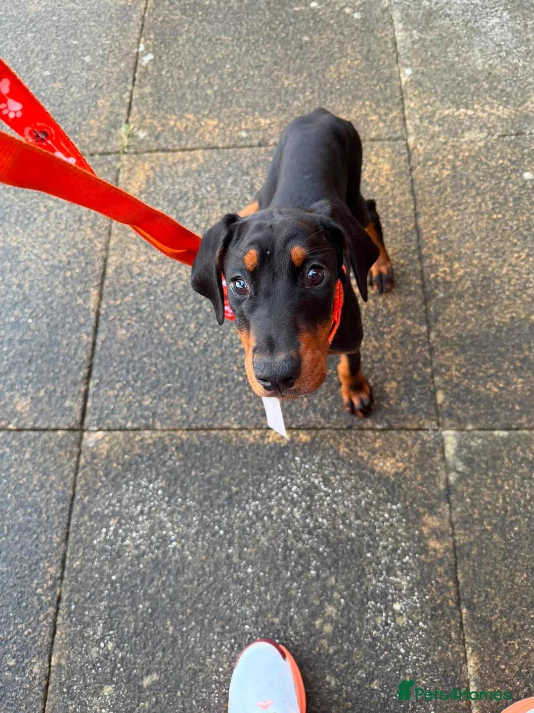 Dobermann dogs for sale: Female dobermann puppy  in Preston - Advert 2