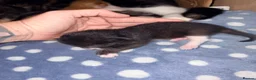 Mixed Breed cats for sale: 4 maincoon cross tabby kittens  - Advert 5