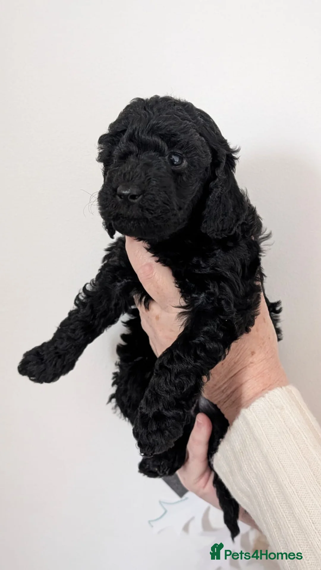 Miniature Poodle dogs for sale: Health Tested Miniature Poodles - 6 weeks old - Advert 7