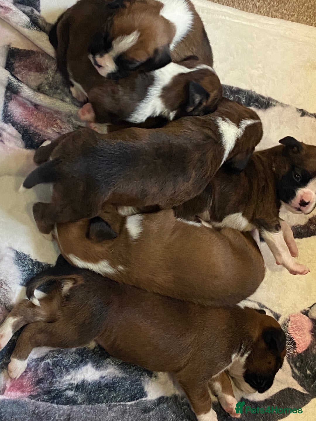 Boxer dogs for sale: Boxer Puppies Looking for Loving Homes - Advert 2