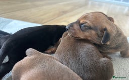 Miniature Dachshund dogs for sale: 1 left KC, PRA Clear, miniature dachshund pups  - Image 9