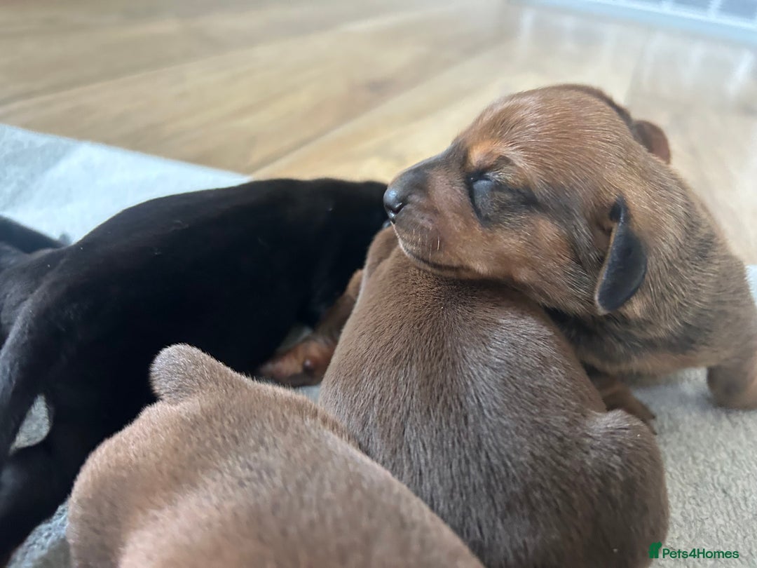 Miniature Dachshund dogs for sale: 1 left KC, PRA Clear, miniature dachshund pups  - Image 9