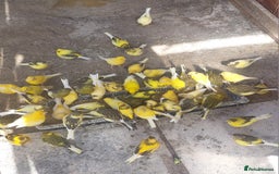 Canaries birds for sale: Canaries - this year's babies and older ones - Image 2