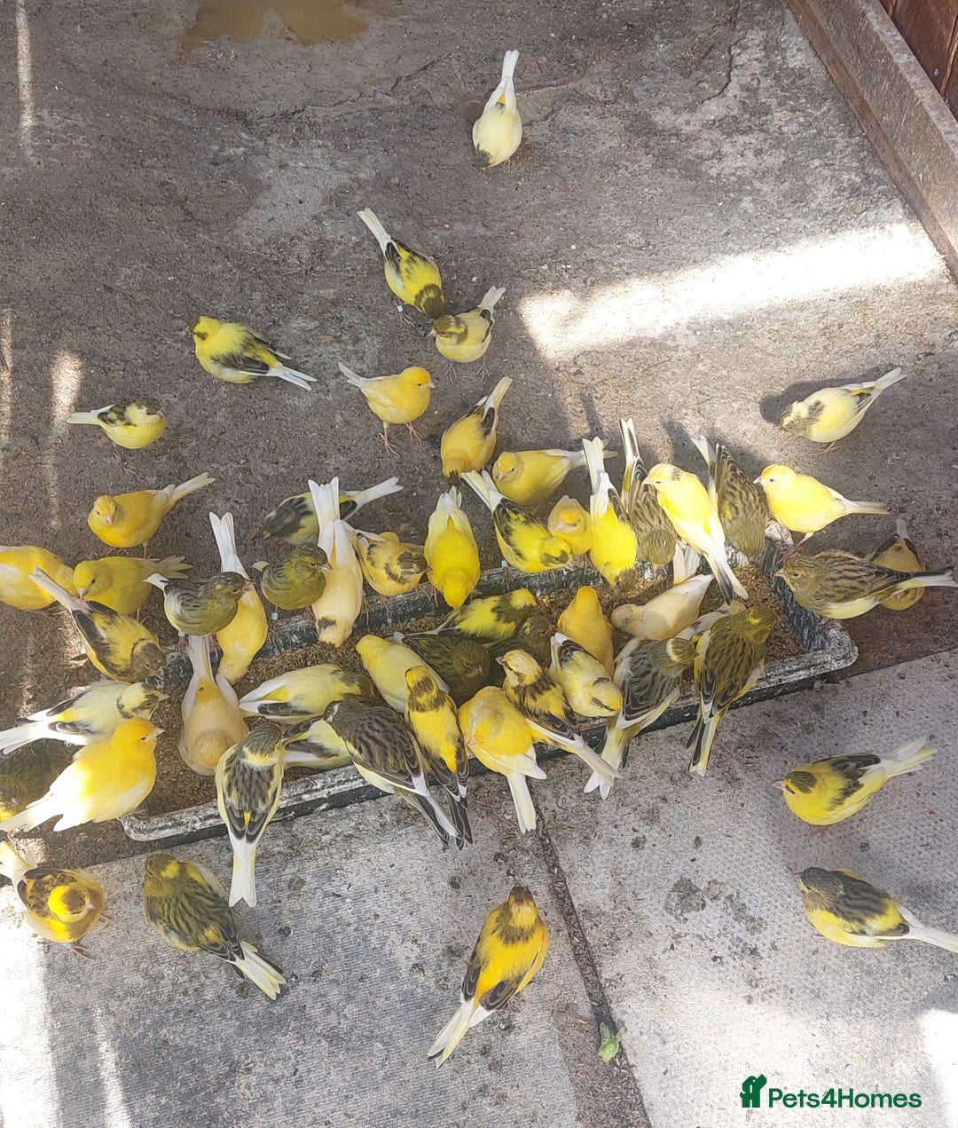 Canaries birds for sale: Canaries - this year's babies and older ones - Image 2