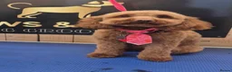 Cockapoo dogs for sale: 4 beautiful cockapoos  in Wrexham - Advert 1