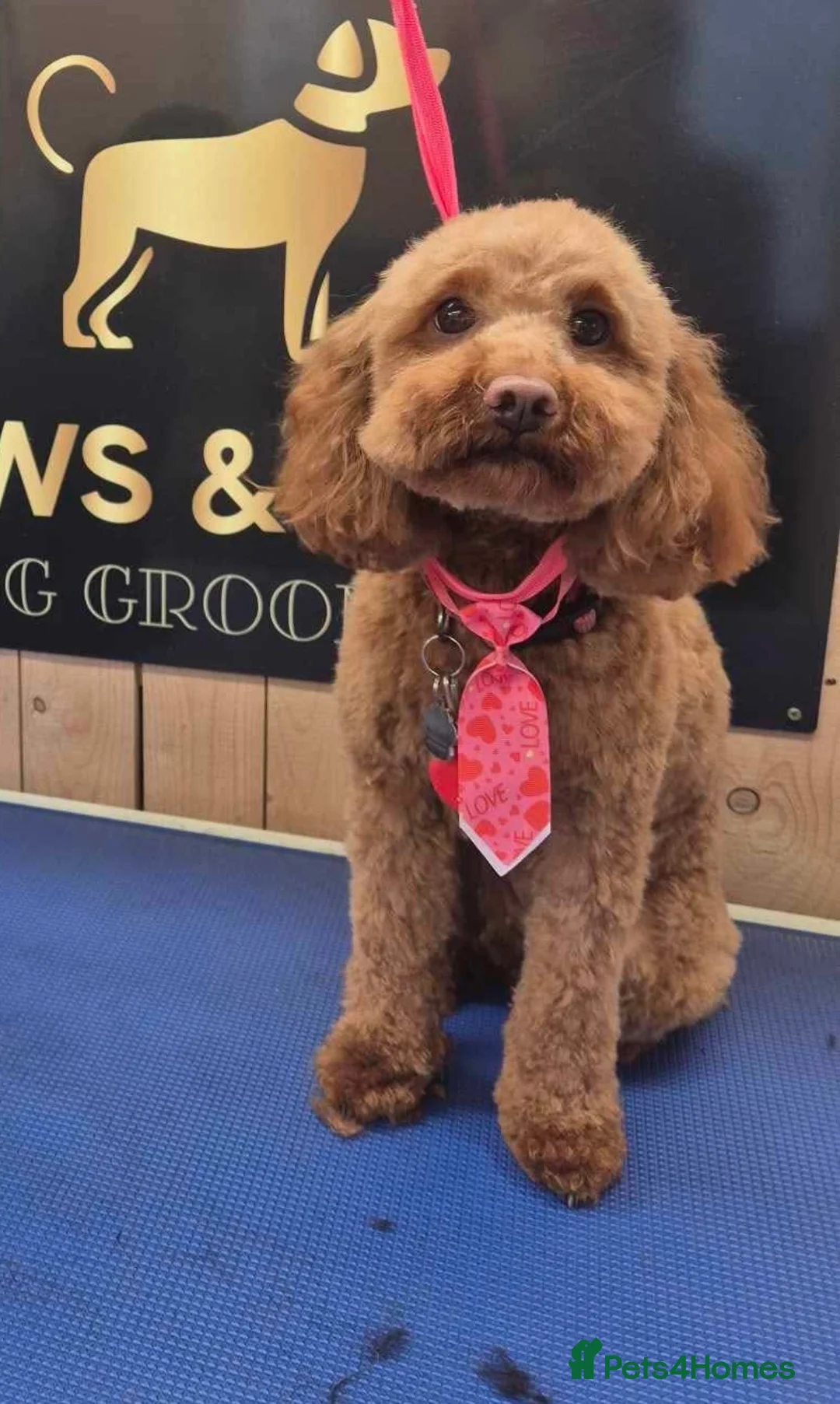 Cockapoo dogs for sale: 4 beautiful cockapoos  in Wrexham - Advert 1