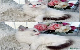 Ragdoll cats for sale: Beautiful,affectionate ragdoll ready for their 🏡 - Image 6
