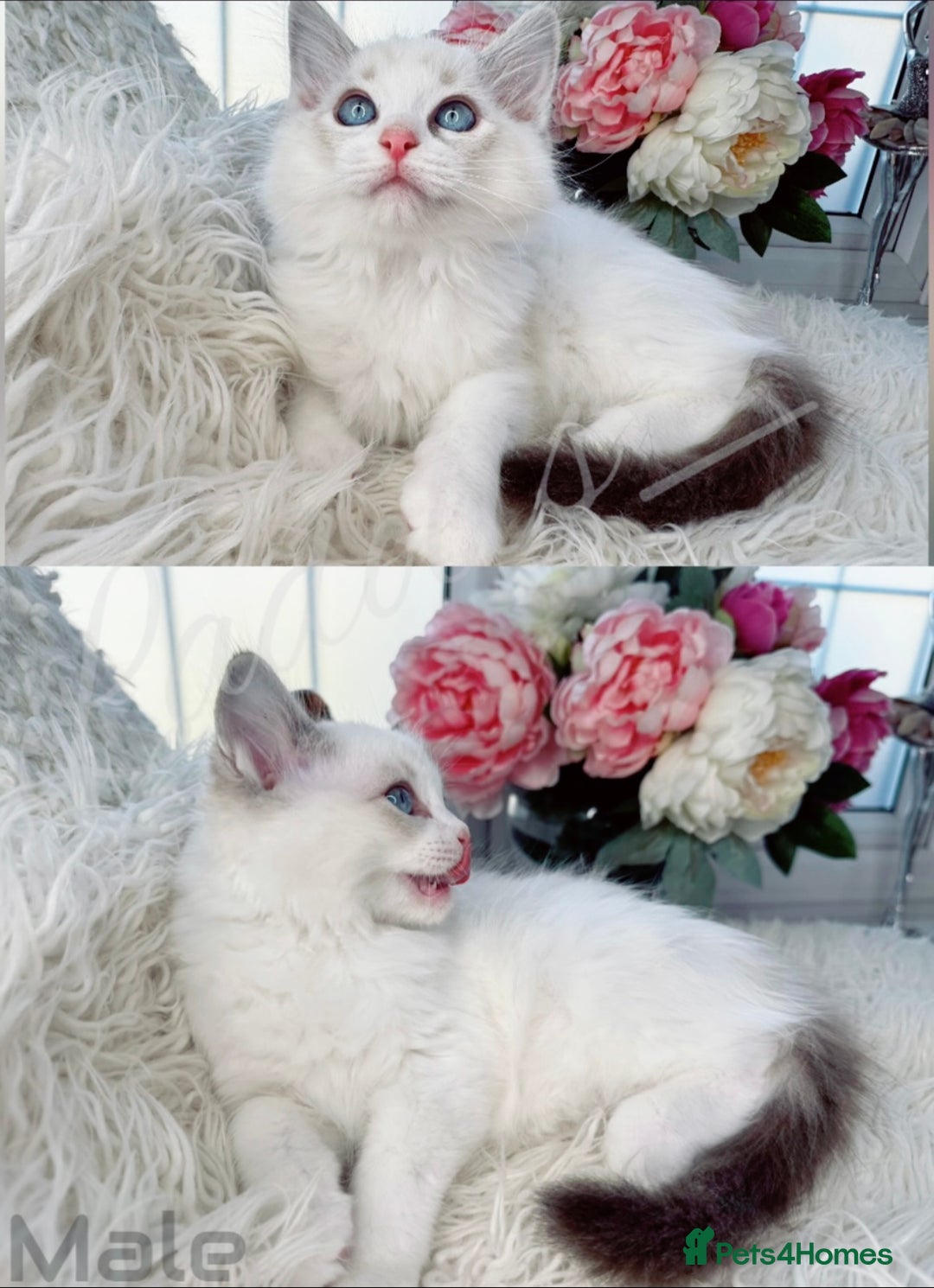 Ragdoll cats for sale: Beautiful,affectionate ragdoll ready for their 🏡 - Image 6