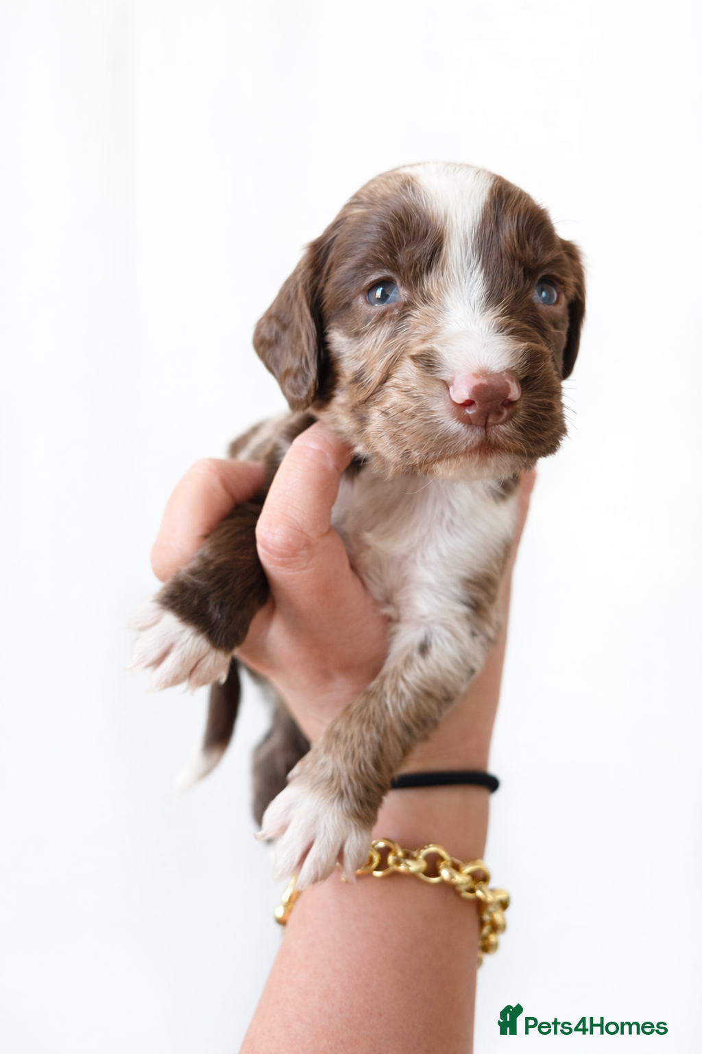 Cocker Spaniel dogs 🐾 Stunning merle Cocker Spaniels - 4 available🐾  - Advert 16
