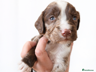 Cocker Spaniel dogs 🐾 Stunning merle Cocker Spaniels - 4 available🐾 - Advert 4