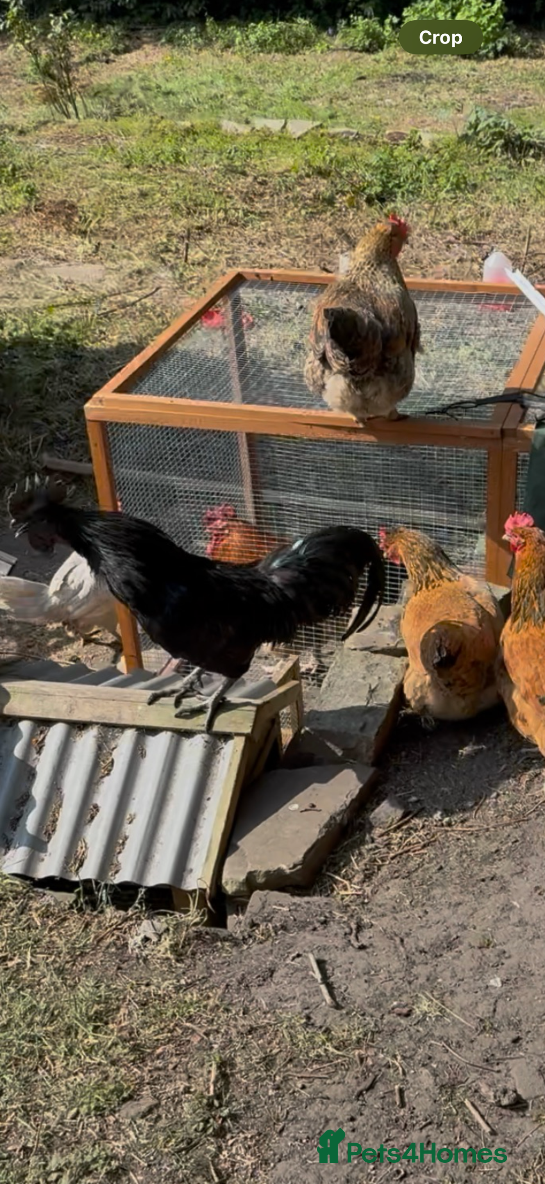 Chickens poultry for sale: Aseel rooster hens mianwali begum cheena saleta - Image 7
