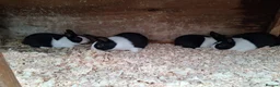 Dutch rabbits for sale: Dutch rabbits black and white - Advert 4