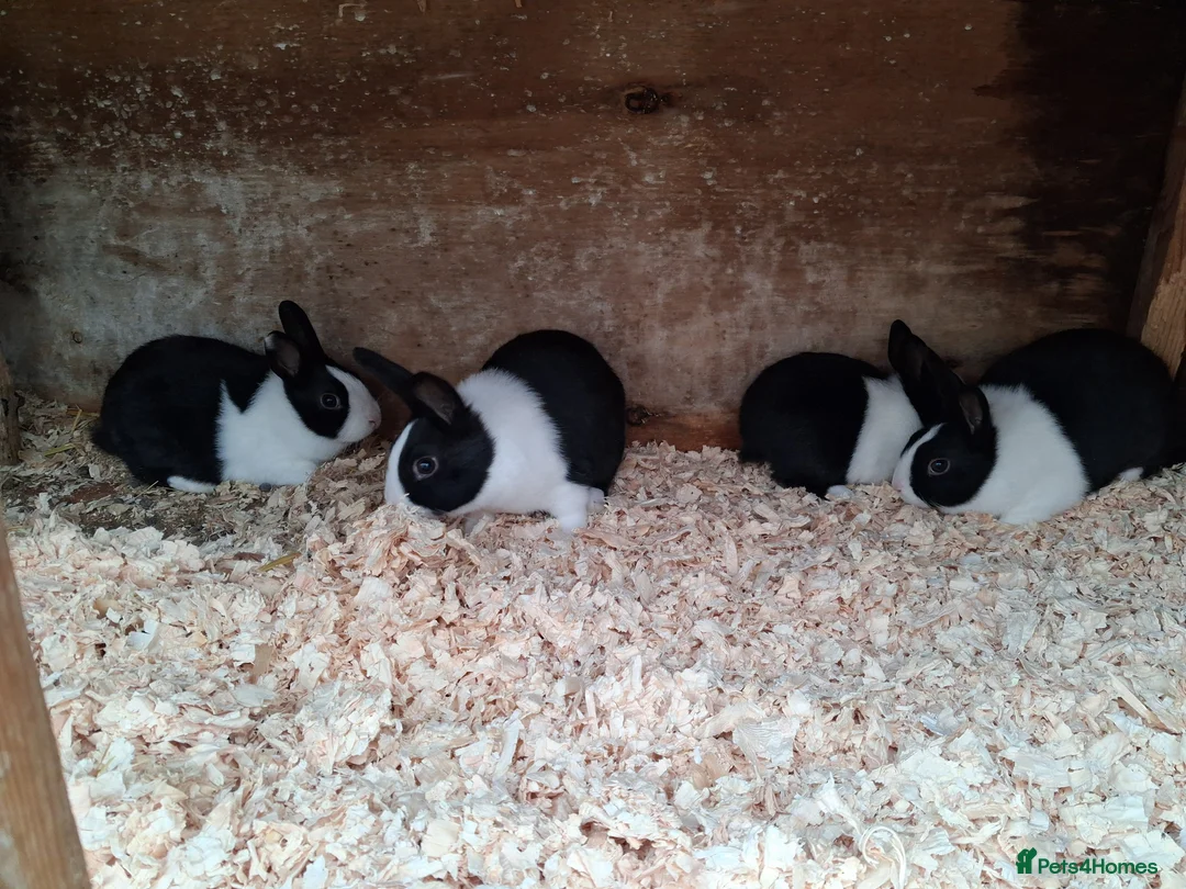 Dutch rabbits for sale: Dutch rabbits black and white - Advert 4