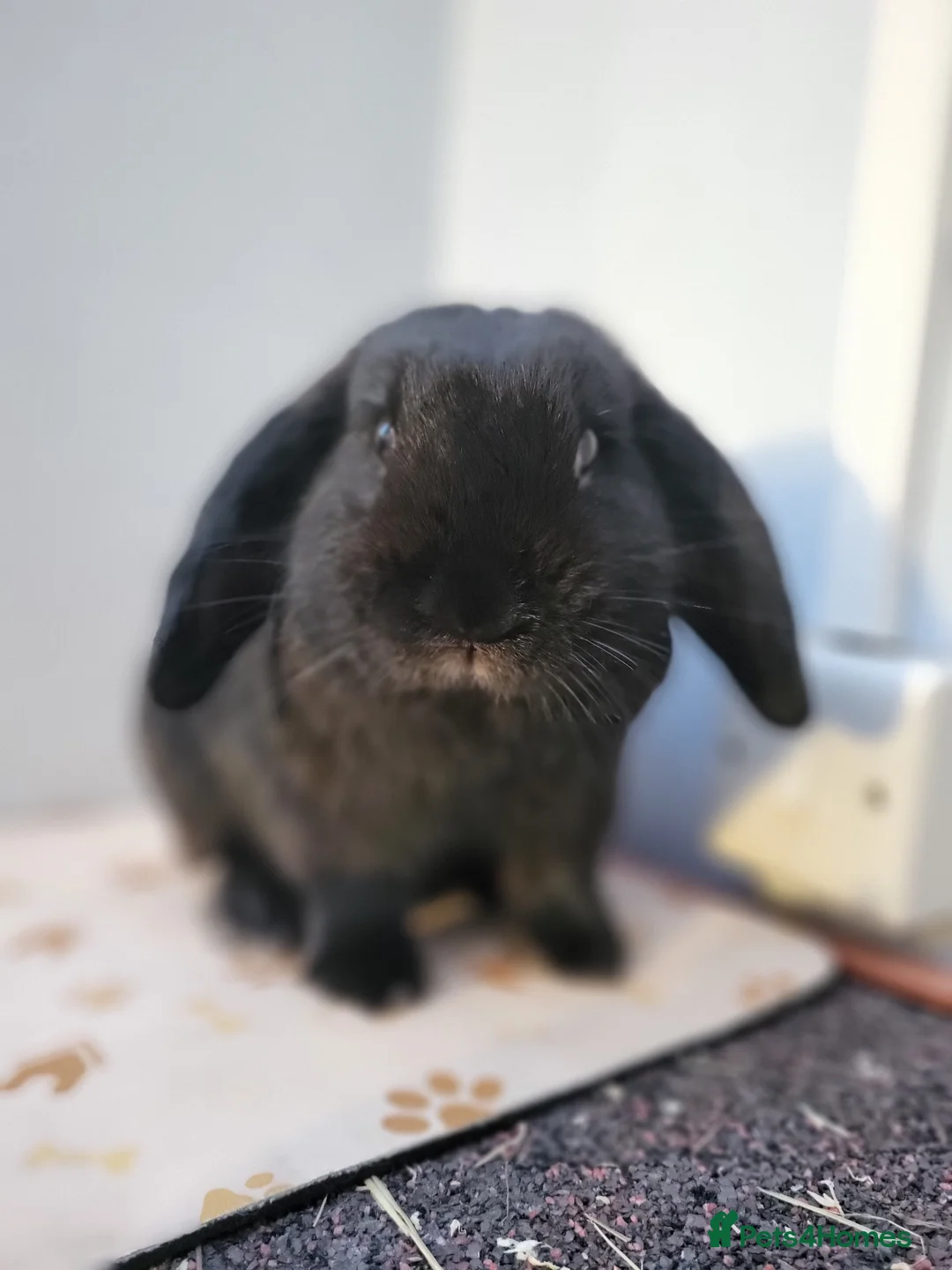 Dwarf Lop rabbits for sale: Lop bunny  - Advert 1