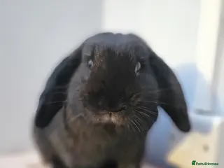 Dwarf Lop rabbits Lop bunny - Advert 3