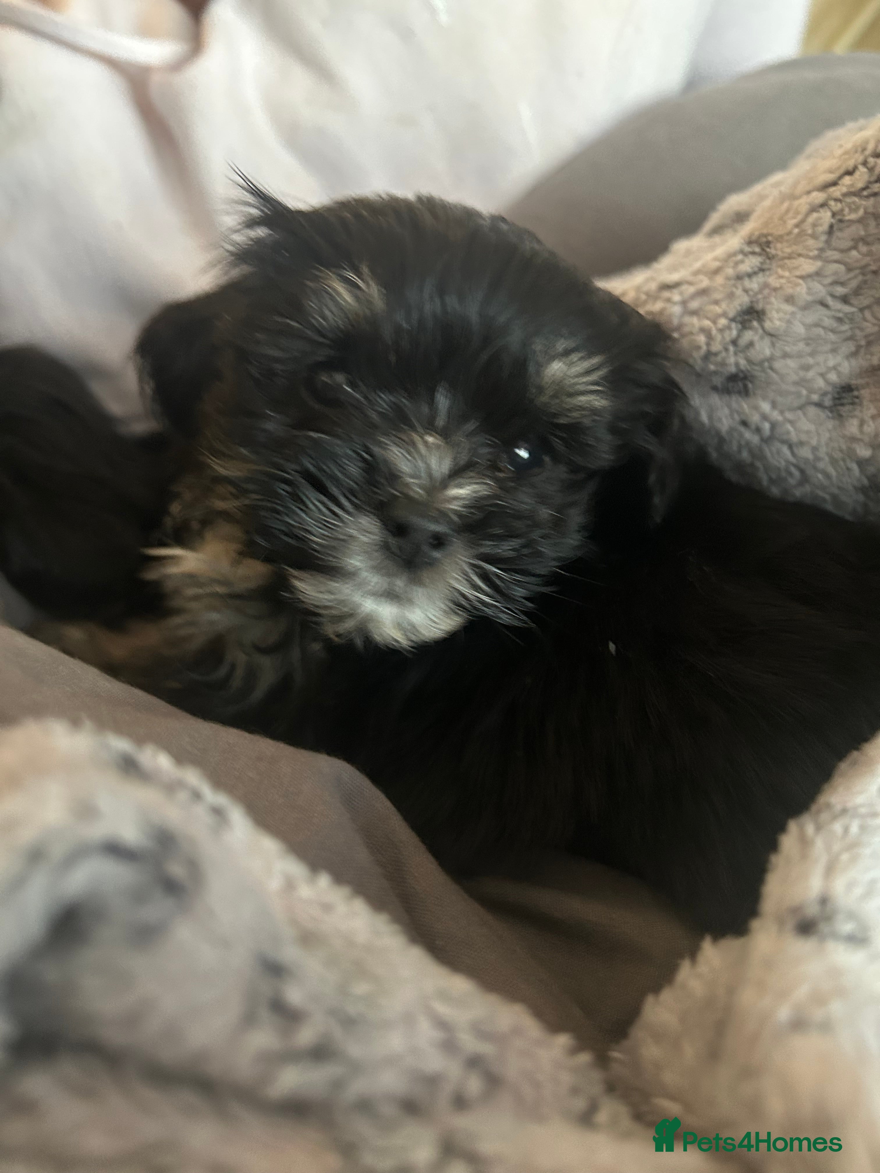 Mixed Breed dogs Beautiful Puppies x7 - Advert 16