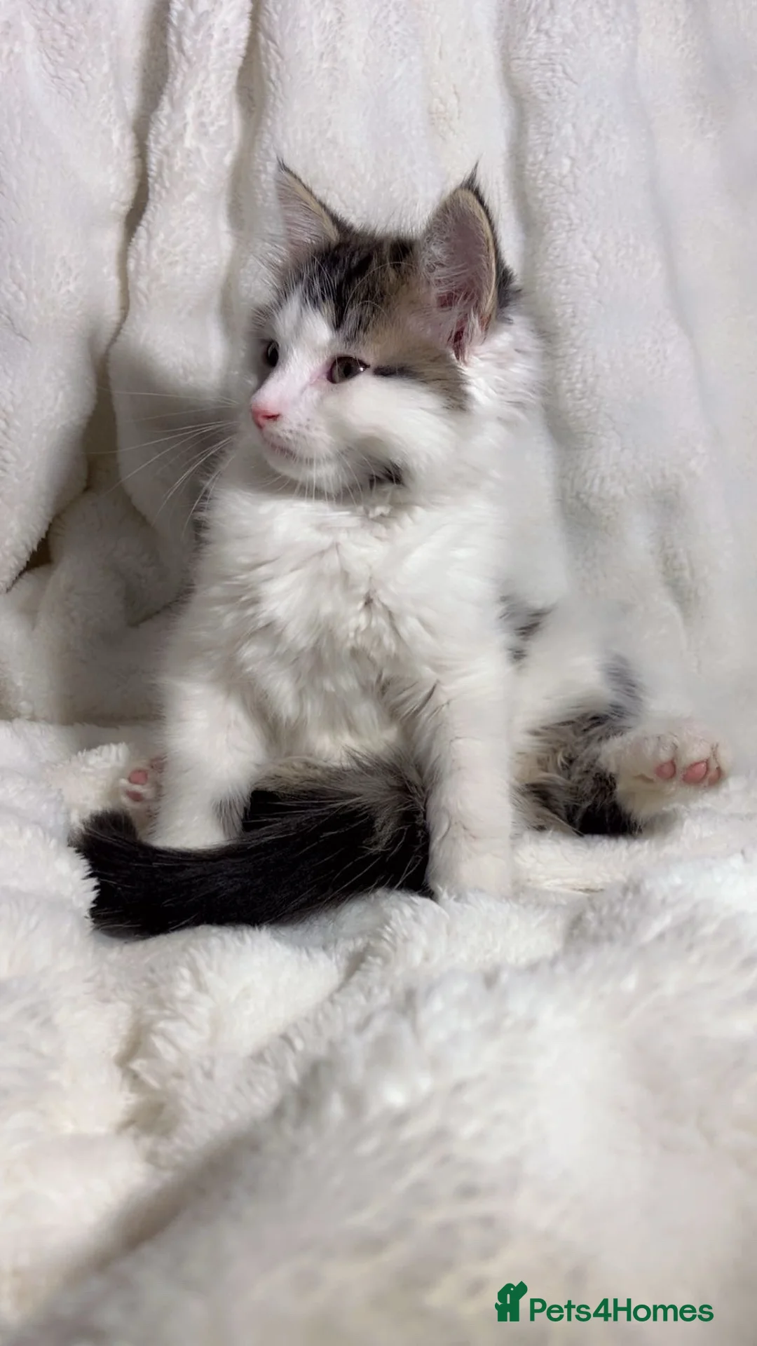 Mixed Breed cats for sale: Cute fluffy kitten awaiting for a new home  - Advert 2