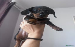 Miniature Dachshund dogs for sale: Kc reg miniature dachshund  - Image 12
