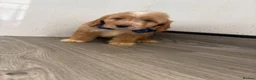 Cockapoo dogs for sale: Beautiful cockapoo puppys - Advert 17