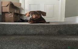 Dachshund dogs for stud: Stud Available — “Rolo” the Chocolate Dachshund  - Image 14