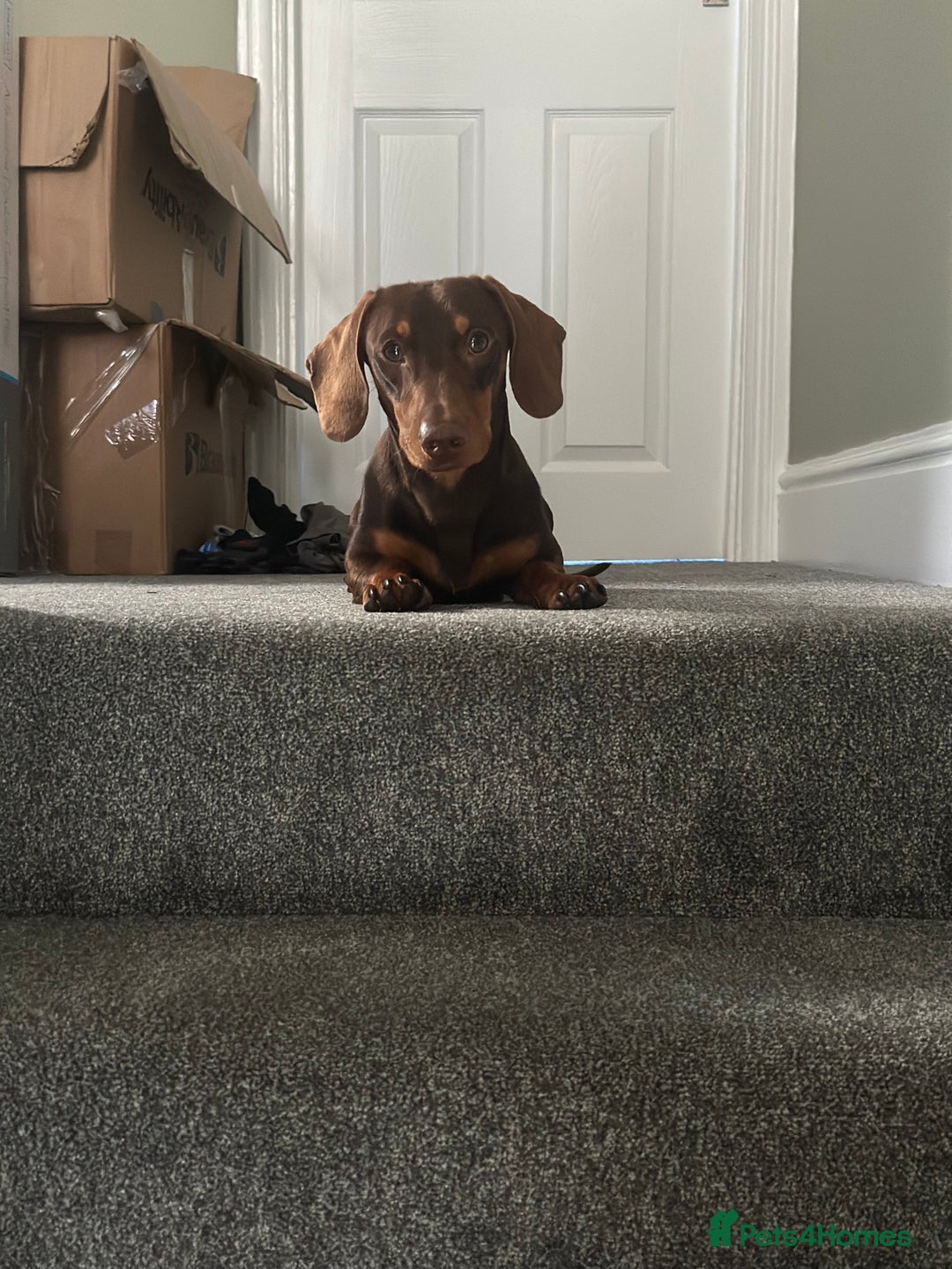 Dachshund dogs for stud: Stud Available — “Rolo” the Chocolate Dachshund  - Image 14